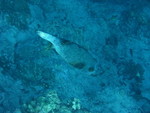 Reethi-Beach-2007-299.jpg