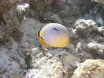 Reethi-Beach-2007-300.jpg