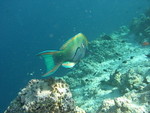 Reethi-Beach-2007-302.jpg