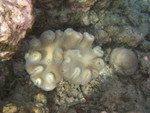 Reethi-Beach-2007-317.jpg
