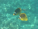 Reethi-Beach-2007-320.jpg