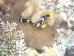 Reethi-Beach-2007-323.jpg