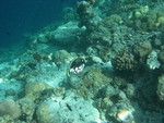 Reethi-Beach-2007-325.jpg