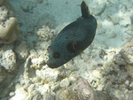 Reethi-Beach-2007-337.jpg