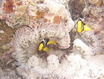 Reethi-Beach-2007-338.jpg