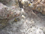 Reethi-Beach-2007-339.jpg