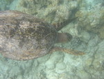 Reethi-Beach-2007-341.jpg