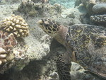 Reethi-Beach-2007-342.jpg