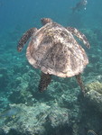 Reethi-Beach-2007-343.jpg