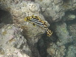 Reethi-Beach-2007-345.jpg
