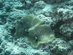 Reethi-Beach-2007-346.jpg