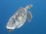 Reethi-Beach-2007-347.jpg
