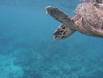 Reethi-Beach-2007-348.jpg