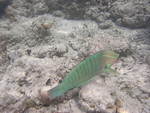 Reethi-Beach-2007-357.jpg