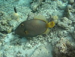 Reethi-Beach-2007-363.jpg
