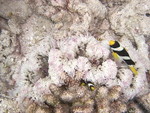 Reethi-Beach-2007-364.jpg
