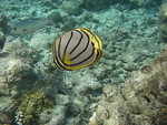Reethi-Beach-2007-365.jpg