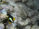 Reethi-Beach-2007-367.jpg