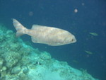 Reethi-Beach-2007-368.jpg