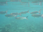 Reethi-Beach-2007-371.jpg