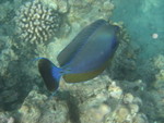 Reethi-Beach-2007-372.jpg