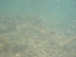 Reethi-Beach-2007-374.jpg