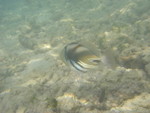 Reethi-Beach-2007-376.jpg