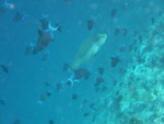 Reethi-Beach-2007-377.jpg