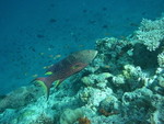 Reethi-Beach-2007-378.jpg