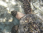 Reethi-Beach-2007-379.jpg