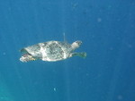 Reethi-Beach-2007-381.jpg