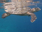 Reethi-Beach-2007-382.jpg