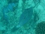 Reethi-Beach-2007-392.jpg