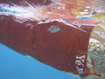Reethi-Beach-2007-398.jpg