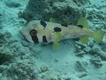 Reethi-Beach-2007-402.jpg