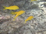 Reethi-Beach-2007-403.jpg