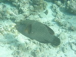 Reethi-Beach-2007-404.jpg