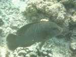 Reethi-Beach-2007-406.jpg