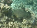 Reethi-Beach-2007-407.jpg