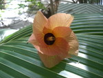 Reethi-Beach-2007-409.jpg